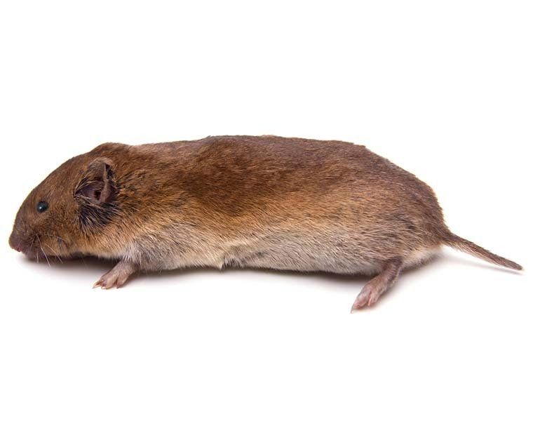 Vole control