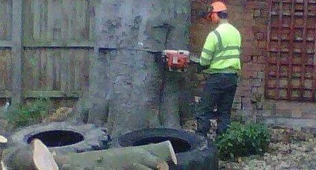 tree surgeon at work