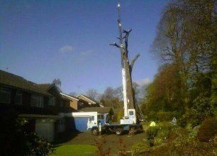 tree surgery 
