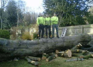 men standing on a cut down tree