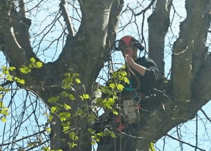tree surgeon  