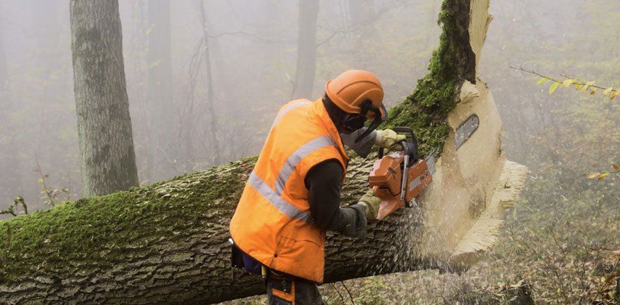 tree surgeon at work