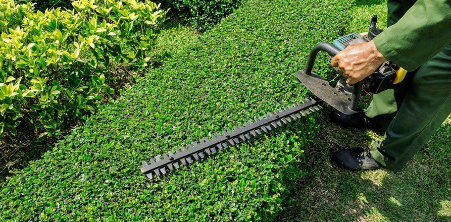hedge trimming