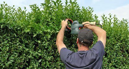 hedge remover
