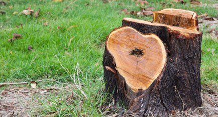 stump grinding