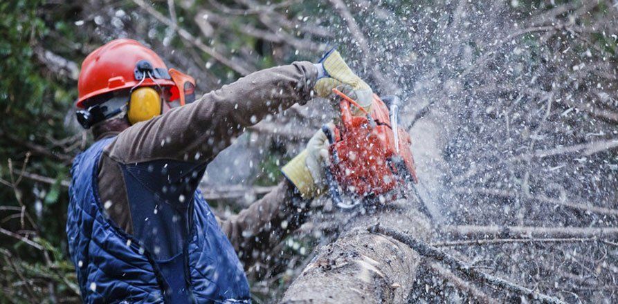 professional tree surgeons