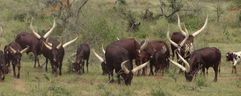 Ankola Cows