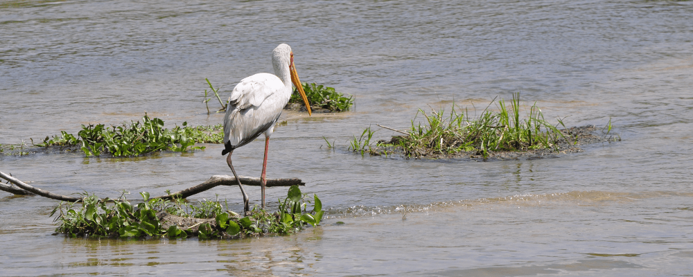 Crane