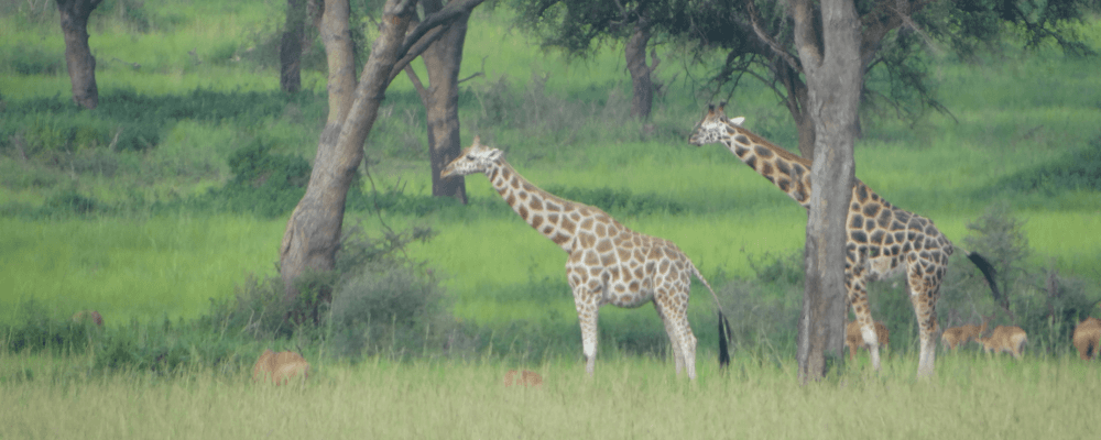 Giraffes