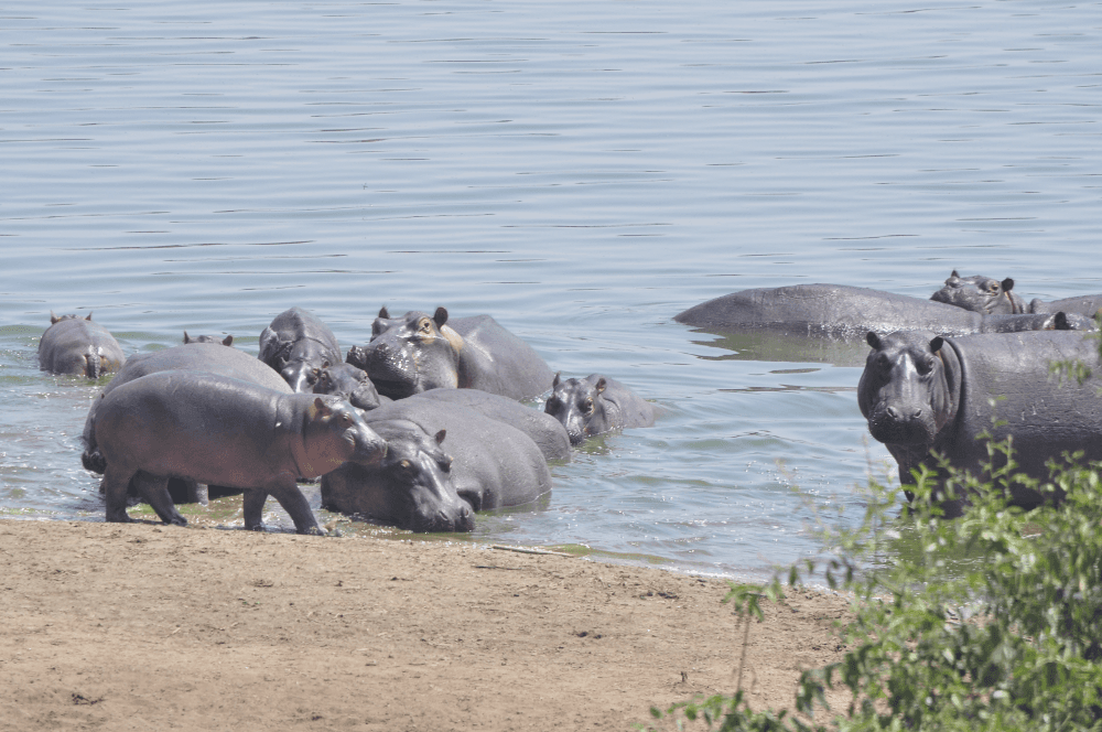Hippopotamus