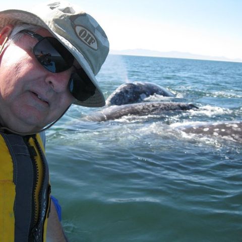 Whale Watching