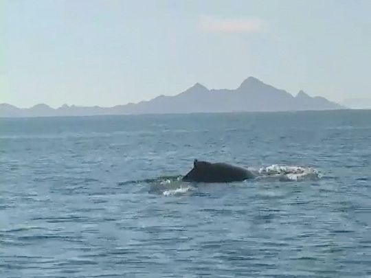 BlueWhales