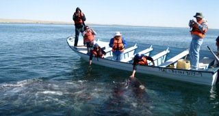 gray whale watching at mag bay