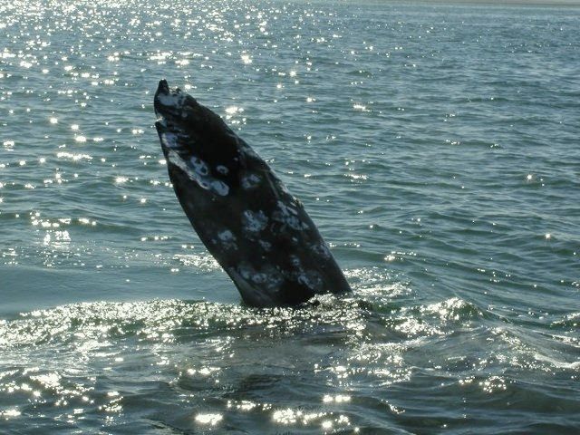 WhaleWatchingSlideshow