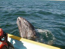 baby whale by boat.jpg (23479 bytes)