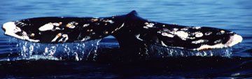 Baja whale watching gray whale tail