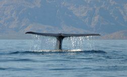 blue whale watching in Mexico