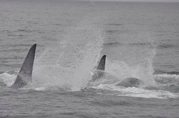 blue whales racing