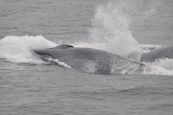 two blue whales