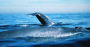 blue pair tail and back web.jpg (22198 bytes)