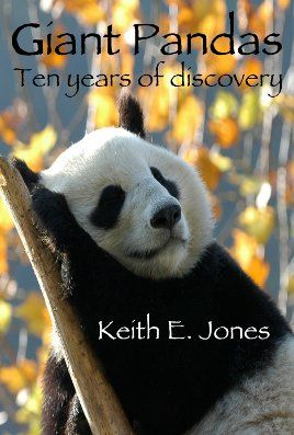 cover front panda in tree