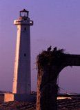 elfaro.JPG (8051 bytes)