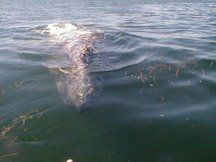 gray whale in kelp.jpg (16951 bytes)