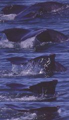 tail1999series5web.JPG (18086 bytes)