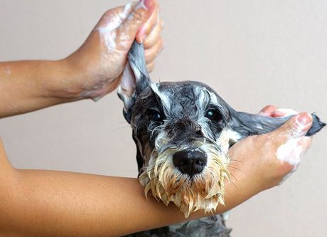 Dog Taking a Bath — Coffs Coast Pet Services in Coffs Harbour, NSW Dog Taking a Bath — Coffs Coast Pet Services in Coffs Harbour, NSW