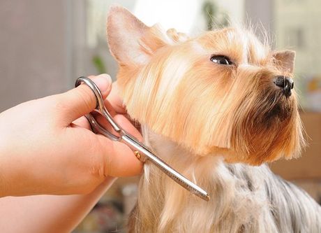 Dog Getting His Hair Cut — Coffs Coast Pet Services in Coffs Harbour, NSW Dog Getting His Hair Cut — Coffs Coast Pet Services in Coffs Harbour, NSW