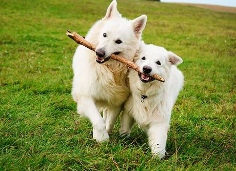 Two Dogs Playing — Coffs Coast Pet Services in Coffs Harbour, NSW Two Dogs Playing — Coffs Coast Pet Services in Coffs Harbour, NSW