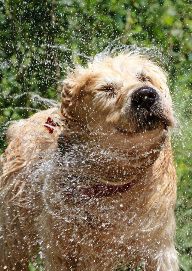 Cute Golden Retriever — Coffs Coast Pet Services in Coffs Harbour, NSW Cute Golden Retriever — Coffs Coast Pet Services in Coffs Harbour, NSW