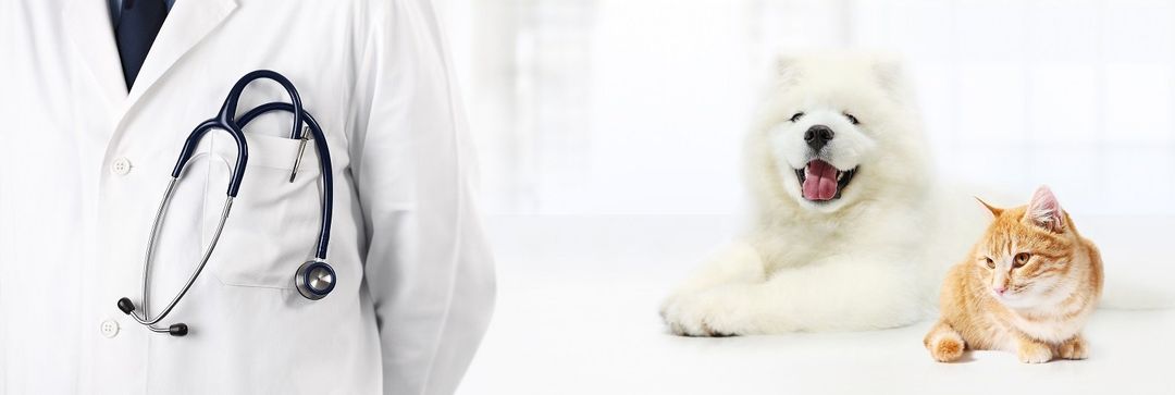 visite veterinarie