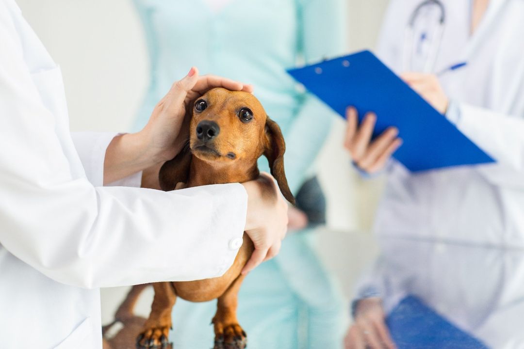 cucciolo di bassotto dal veterinario