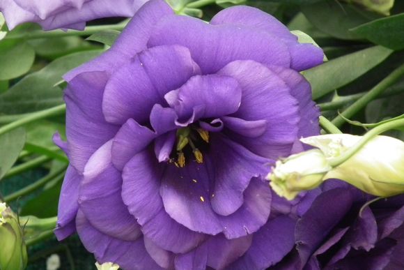 Lisianthus_aka_Eustoma