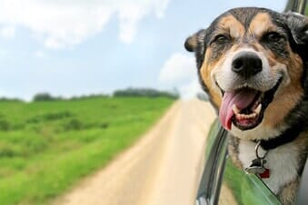 Dog Sticking Head Out of Car Window — Animal Hospitals in Lompoc, CA Dog Sticking Head Out of Car Window — Animal Hospitals in Lompoc, CA