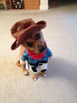 Cute Dog with New Outfit