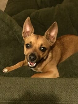 Dog