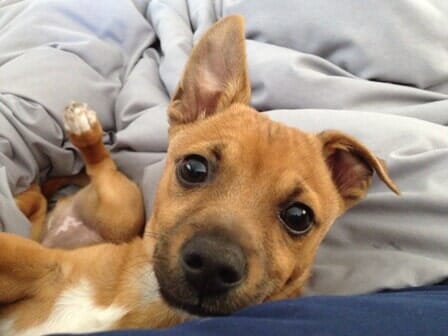 Cute Dog Looking in the Camera