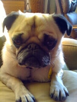 Cute Pug