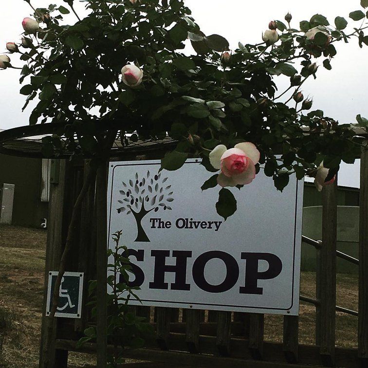 rose bush