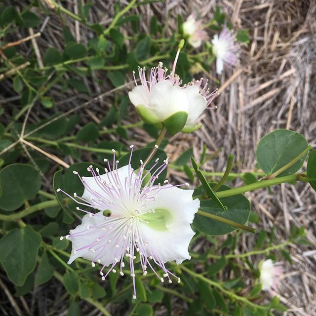 caper bush