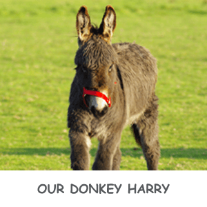 Harry the donkey