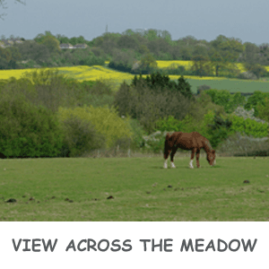 meadow with a horse