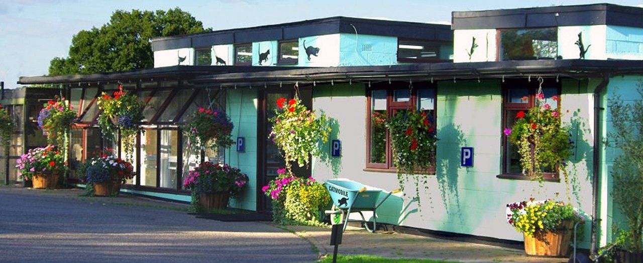 accommodation for you cat