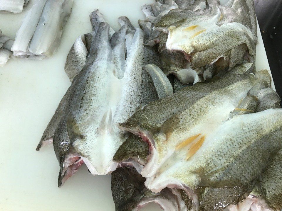 fish