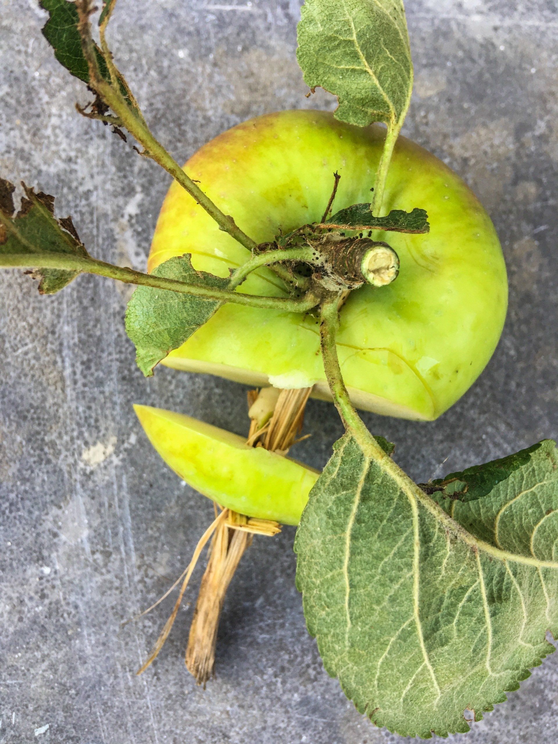 Apple growing around a Branch, photograph by Elisabeth Baron, EB-Artwork.nl