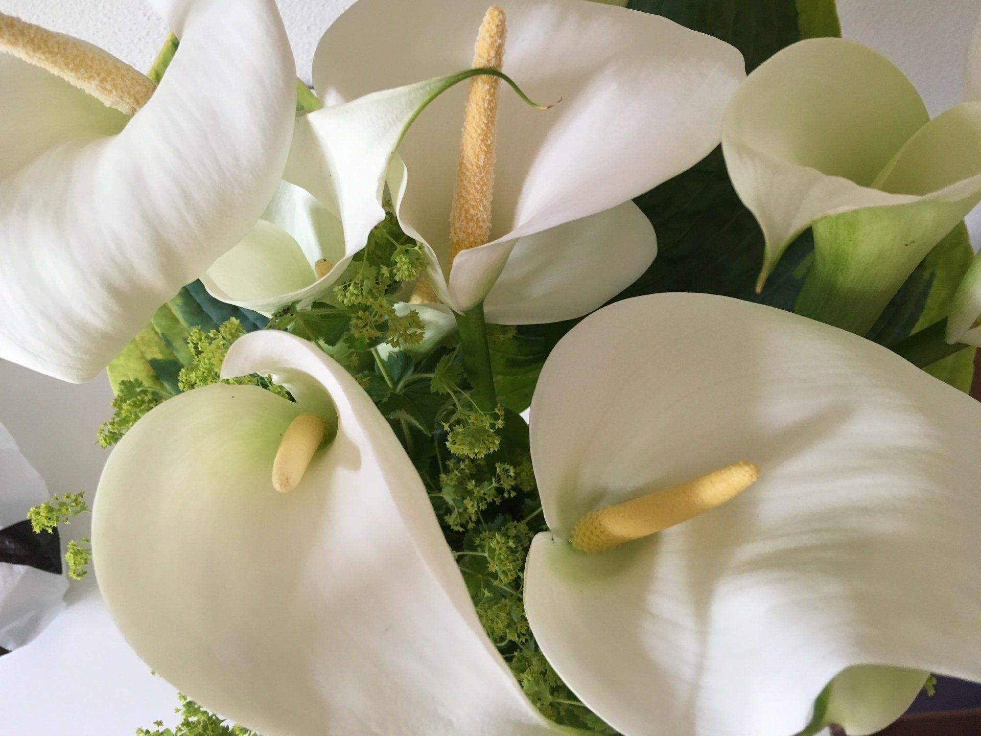 White Lilly,  photograph by Elisabeth Baron, EB-Artwork.nl