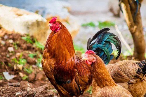 Chicken — Whiting, VT — Depot Farm Supply