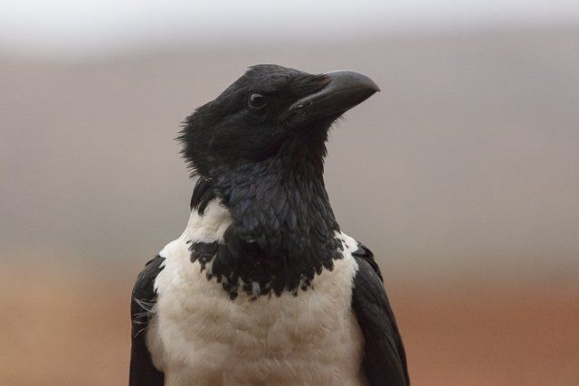 Pied Crow